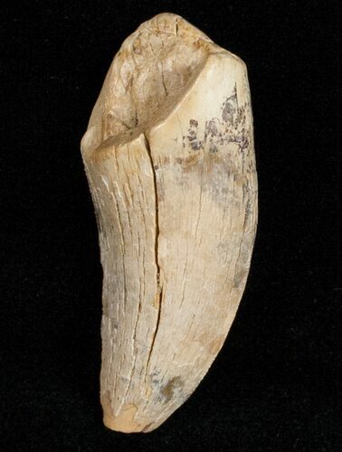 Partial Tyrannosaurid Tooth - Montana #12029